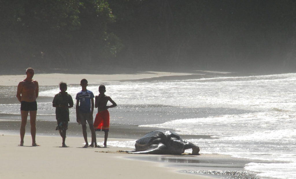On a beach in Trinidad, beachgoers observe a leatherback turtle as it makes its way back to the ocean.
